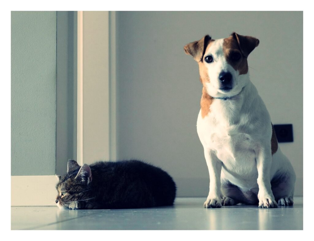 how to budget for pet expenses monthly dog and cat