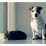 how to budget for pet expenses monthly dog and cat
