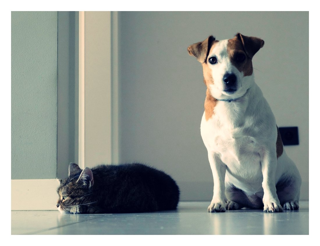 how to budget for pet expenses monthly dog and cat
