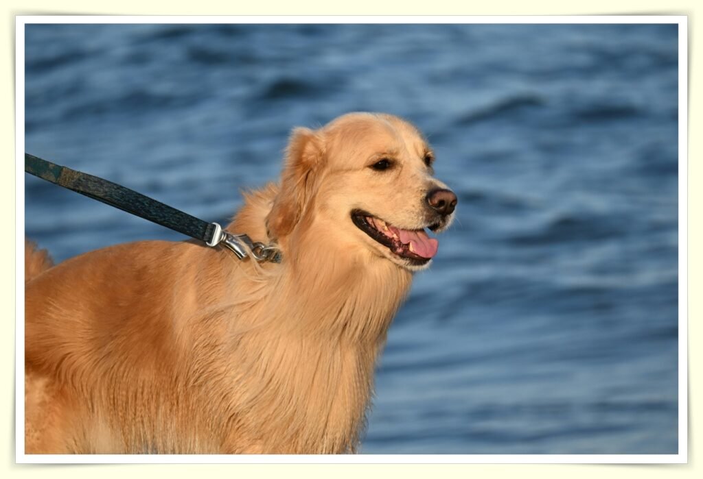 dog walking side hustle earn money