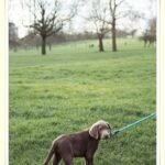 how to make 200 a week with pet sitting