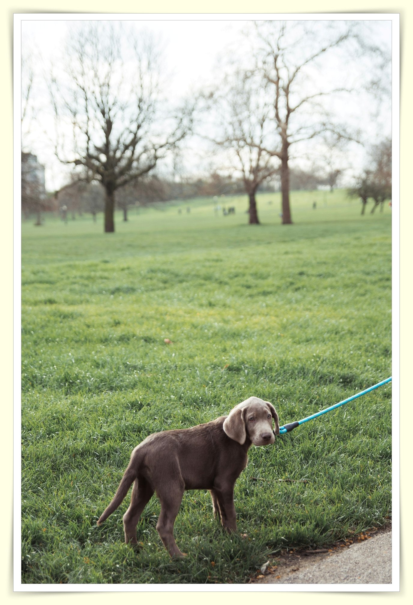 how to make 200 a week with pet sitting