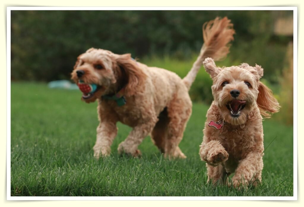 pet sitting bookings and income per week