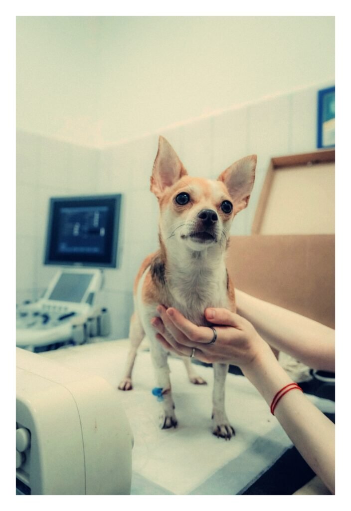 pet vet emergency fund savings for unexpected vet bills