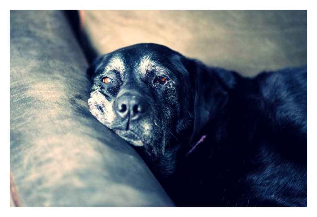 senior pet end of life costs planning and budgeting